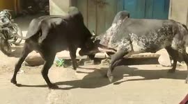 Bullfight ensues amid street in central India