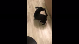 Got you at last! Puppy dachshund Snoopy ecstatic to catch his own tail
