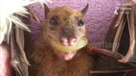 'Most gentle soul' Sweet disabled old bat can barely down grape and is cutest thing you'll see today