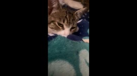 Kitten thinking she’s a baby