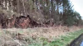 Tress totally uprooted and ripped out the ground on the A697 Scottish Borders