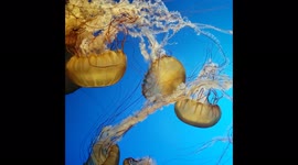Satisfying Jellyfish