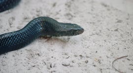 Huge North American snake eats other venomous snakes but like hanging out with tortoises