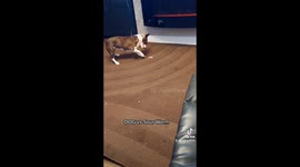 Cute terrier does battle with sour sweet
