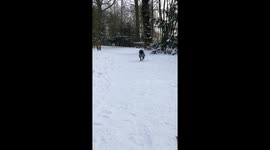 Cute French Bulldog running and shaking his whole body in slowmotion in the snow