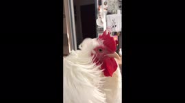 Slow Motion Operatic Crowing by Cotton the House Rooster