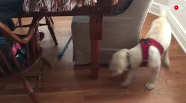 Pet owner reveals hilarious hack that keeps his dog entertained