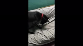 Rio the Labrador retriever puppy animal antics best moments