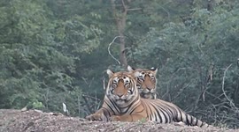 2 brother tiger