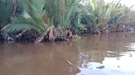 Orangutans looking for food on the river bank which is famous for its many crocodiles