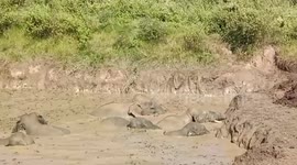 Excavator used to dig 6 trapped elephants out of muddy pool in northeastern India