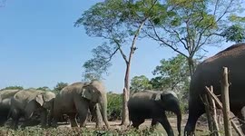 Herd of elephants cross over fenced region in northeastern India
