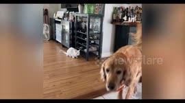 Boisterous cat and dog share heartwarming bond