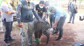 Baby elephant rescued after being caught in snare trap is moved to new home