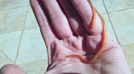 Look at the length of this Centipede! It looks like it is never going to end as its legs just keep coming!