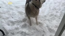 This Husky Does Not Want to Come Inside After Playing in the Snow!
