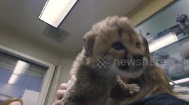 This is What Hand-Raising an Adorable Cheetah Cub Looks Like