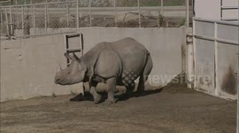 A Little Rhino Calf Wastes No Time Exploring Her Huge Exhibit