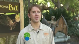 This Fruit Bat From a Secluded Island Has an Enormous Wingspan