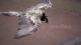 Stunning slo-mo of bearded vulture fighting strong winds over Switzerland
