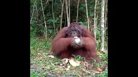 Brunch in the jungle: The beautiful sight of an orangutan calmly peeling a coconut