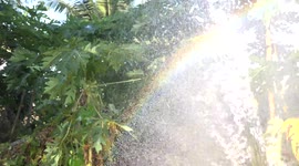 A gardener creates a rainbow effect while watering his tropical garden in Northern Thailand.