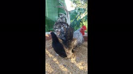 Japanese Bantam