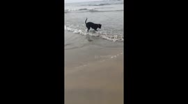 Playing in beach with my rio (Black Labrador retriever) best dog