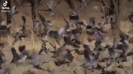 Black backed jackle surviving in the desert by catching birds around the water whole