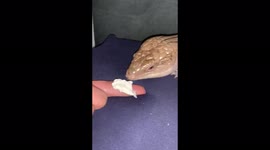 Oreo my northern blue tongue lizard likes whipped cream