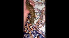 My female blue tongue skink have 7 babies