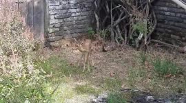 Dogs chase after fawn, rescued by villagers in central India