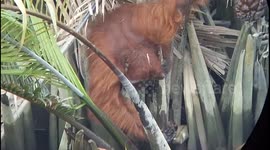 Orangutans are looking for food on the banks of the Borneo river(Wildlife Orangutans Borneo)