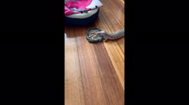 My Northern blue tongue enjoys eating his favourite wet dog food