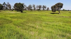 Aerial footage of rice paddy fields in rural northeast Thailand