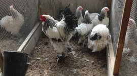 Palestinian Maher Abu Hadaf, shows ornamental birds at his farm in Deir al-Balah in the central Gaza Strip