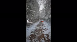 Dog friends chase each other through snowy forest in Nova Scotia, Canada!