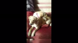 Heartbreaking video of 2 sister labrador puppies shown over an 11 year period together. Sharing their final moments at the end.