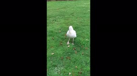 Dancing Seagull, tapping out the rhythm to try and drum up a tasty morsel for its supper.