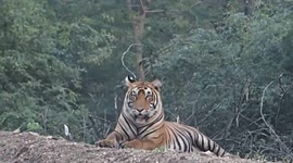 Tiger  learn hunt skill