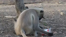 monkey with plastics