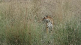 tiger mating
