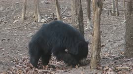 sloth bear