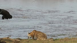 tiger drinking water