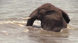 Elephant shows crocodile who's boss at South African dam