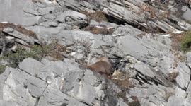 majestic ibex fight in swiss alps mountain , filmed in slow motion.