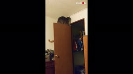 'Mischievous cat pranks its buddy and gets him in trouble *Try Not to Laugh*'