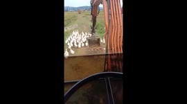 The excavator driver uses the excavator to move the ducks to the rice fields