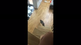 'Maine Coon cat tumbles down stairs *EPIC CAT FAIL* 
'