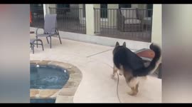 Amusing video of German Shepherd chasing Yorkie is straight out of a Looney Tunes cartoon